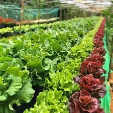 玉米食品如何帮助控制体重并促进脂肪代谢